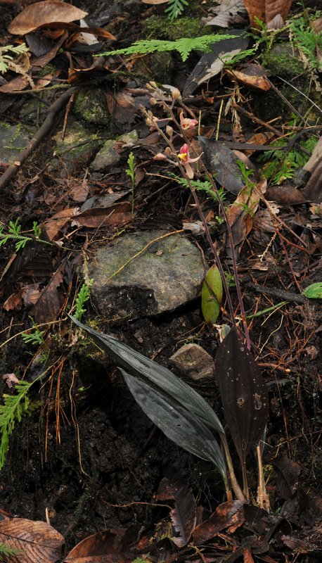 Plocoglottis lowii