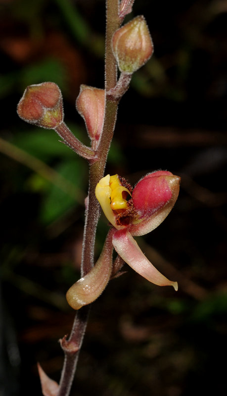 Plocoglottis lowii. Closer.