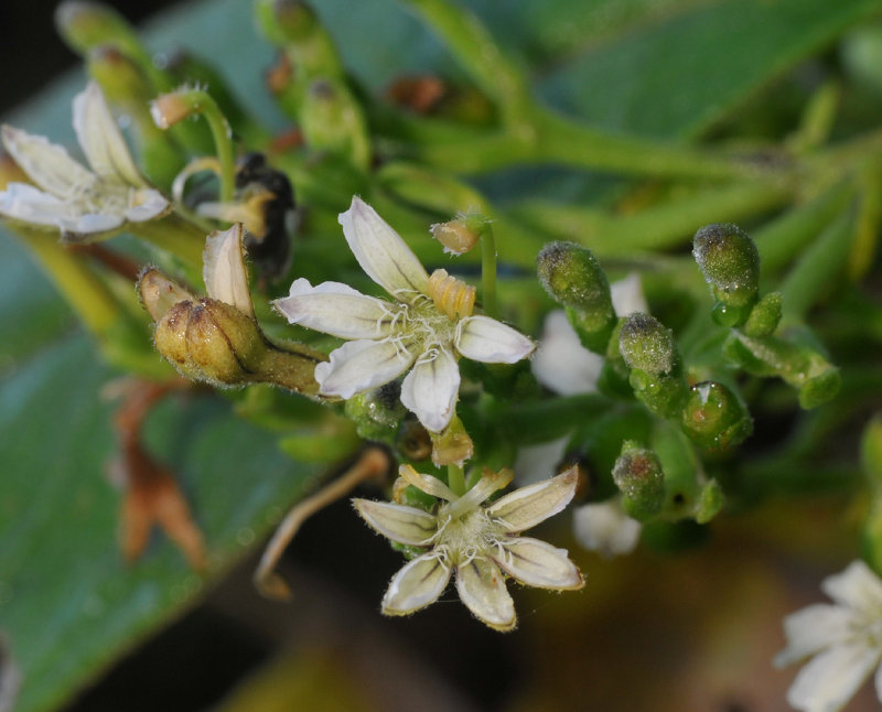 Scaevola. Close-up.