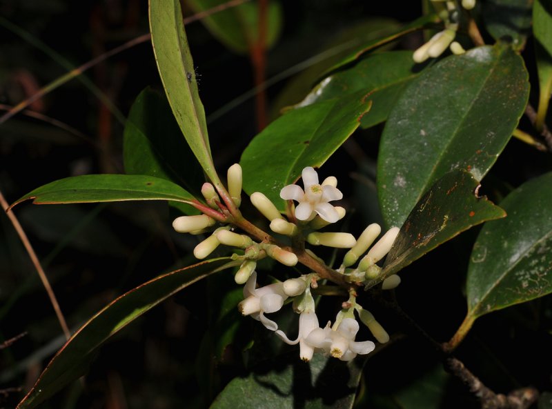 Symplocos sp.