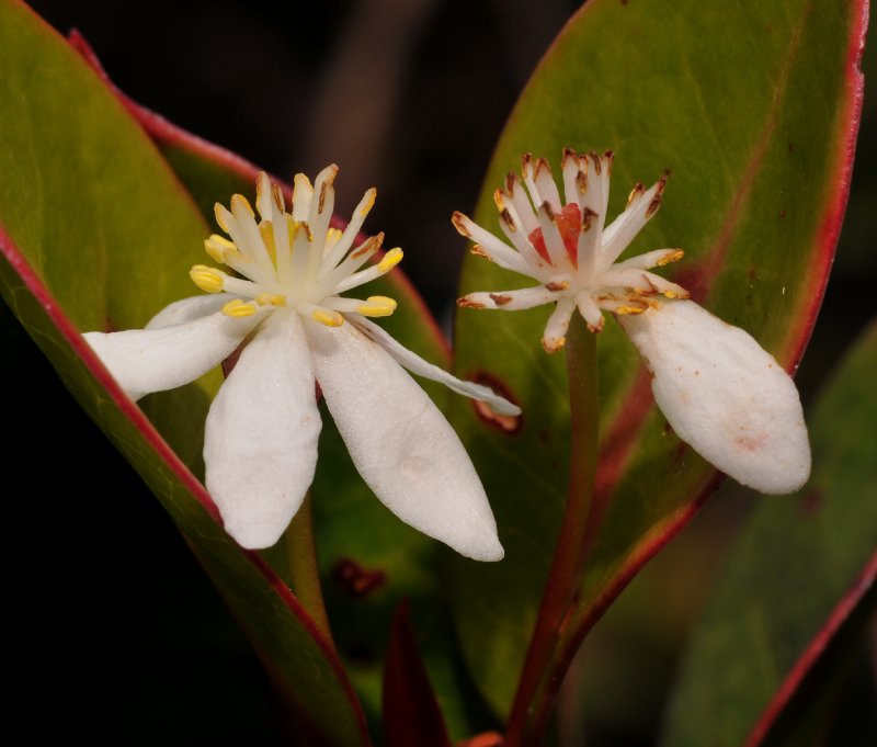 Tasmannia piperita. Close-up.