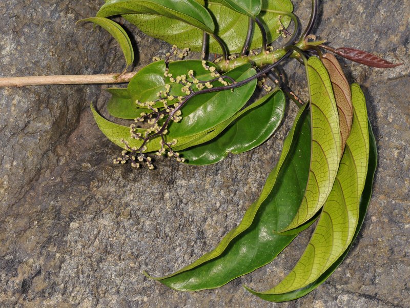Utricaceae