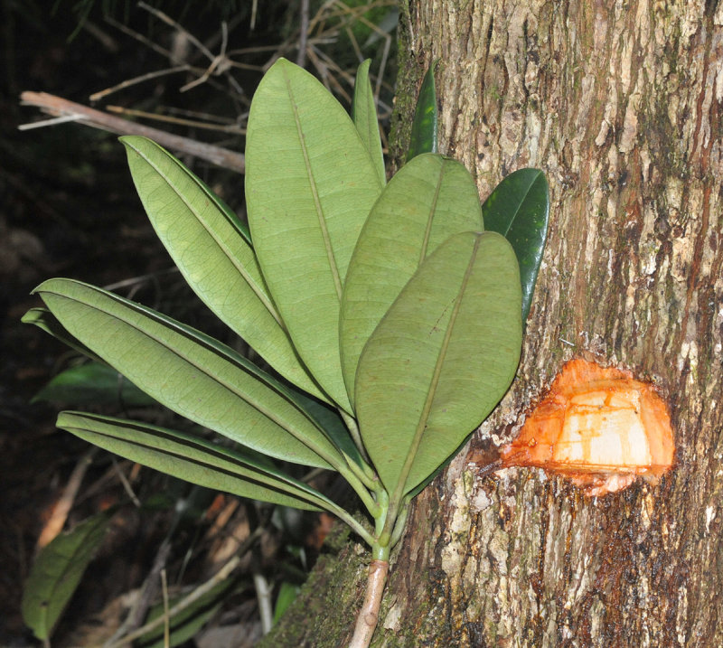 Borneodendron aenigmaticum