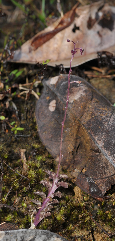 Crepidium sp. purple leaf.