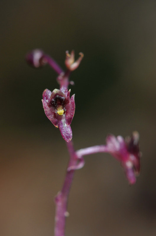 Crepidium sp. purple leaf. Close-up.