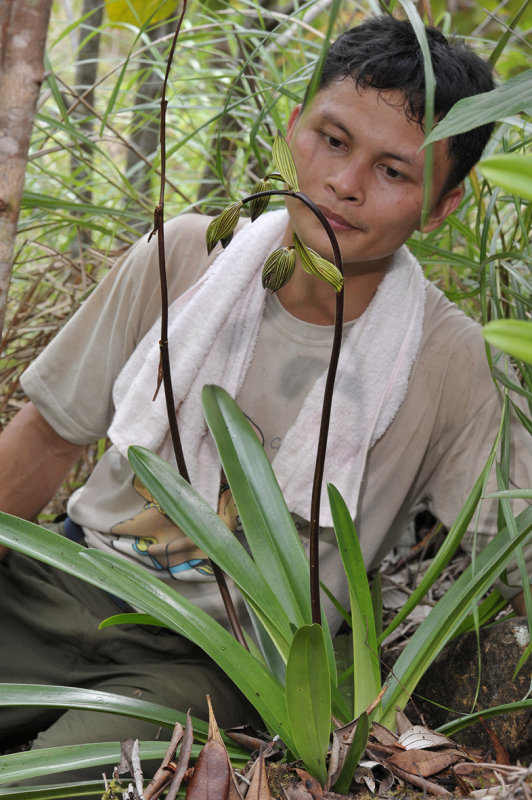 Paphiopedilum rothschildianum. Plant in bud with Enroe.