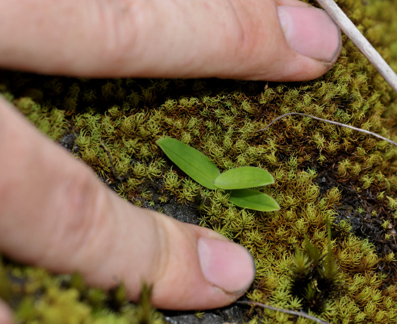 Paphiopedilum rothschildianum. Seedling.