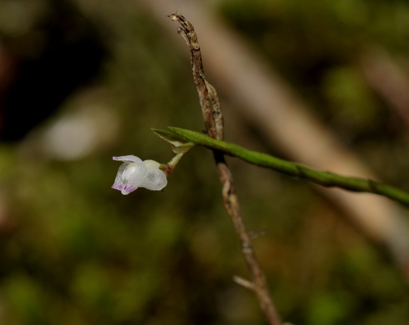 Podochilus sp. Closer.