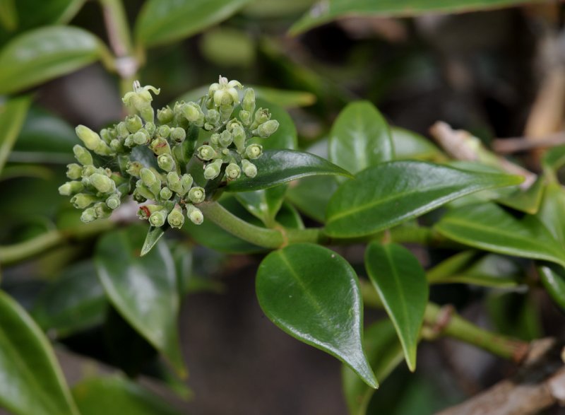 Psychotria sp.
