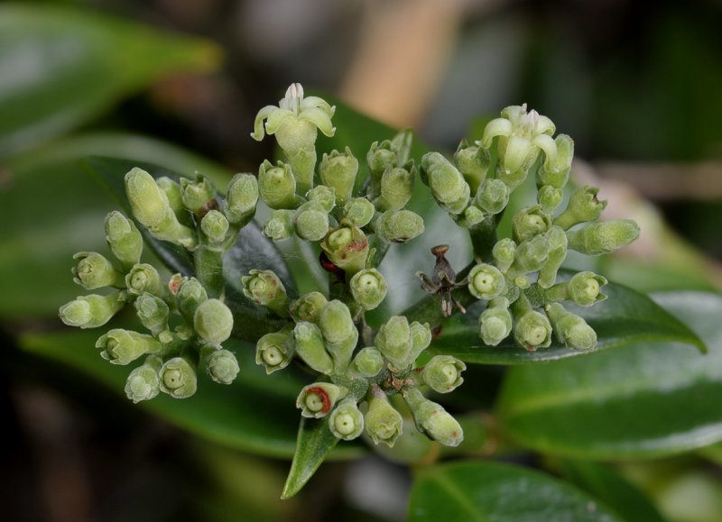 Psychotria sp. Closer.