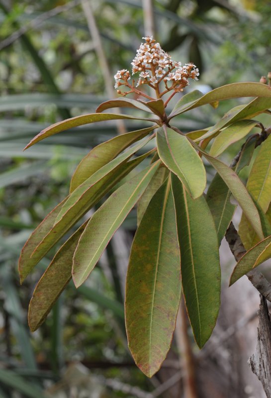 Rhaphiolepis philippinensis