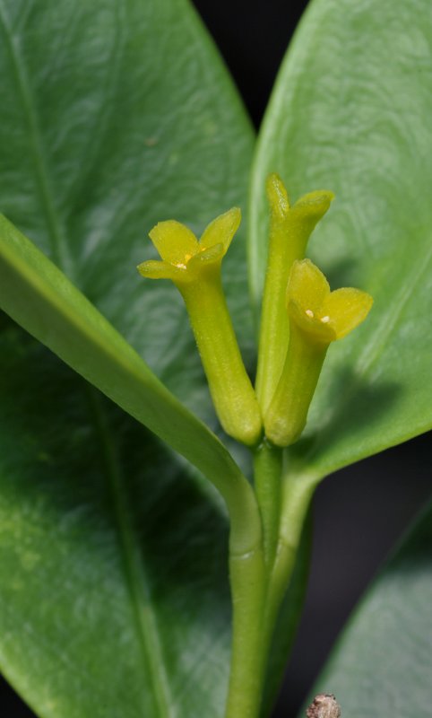 Wikstroemia. Close-up.