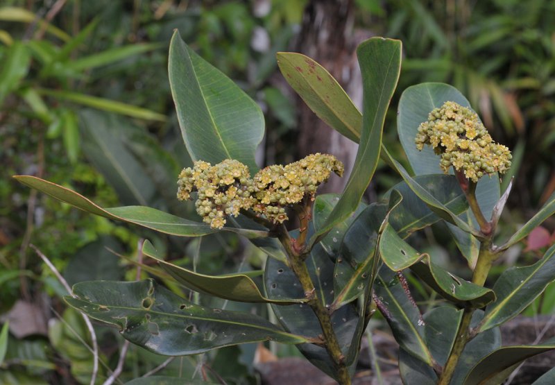 Tristaniopsis elliptica
