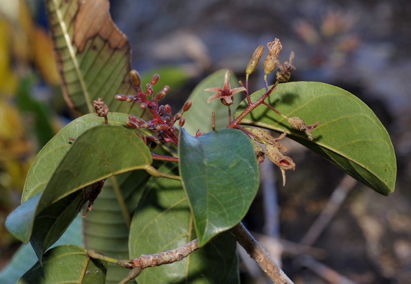 Sterculia sp.