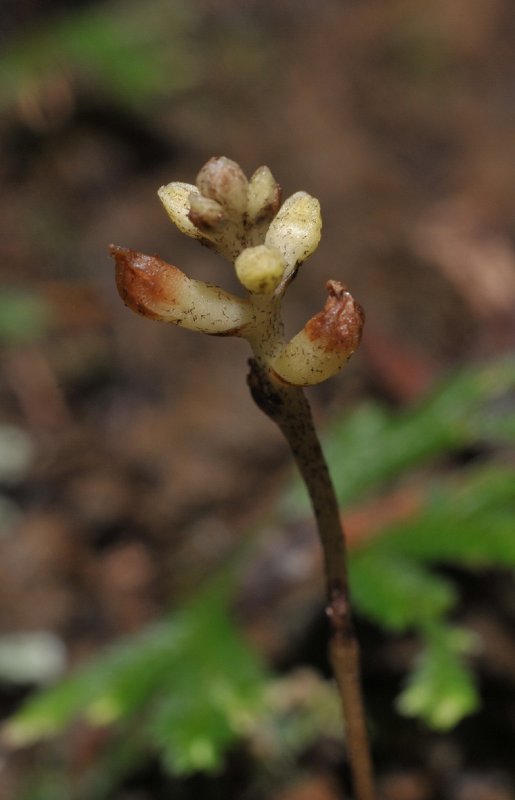 Kalimantanorchis nagamasui. Close-up.