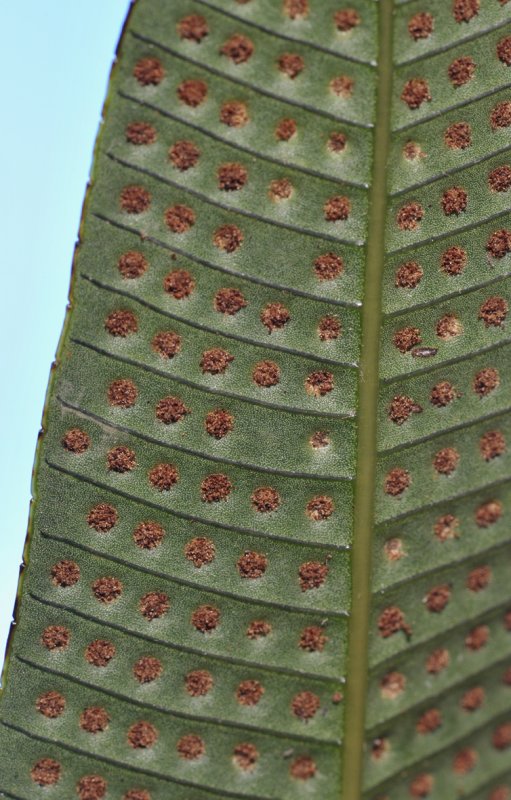 Fern Polypodiaceae. Spores.