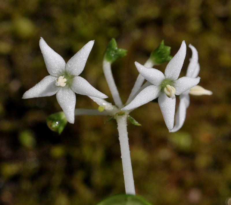Argostemma hameliifolium. Close-up.