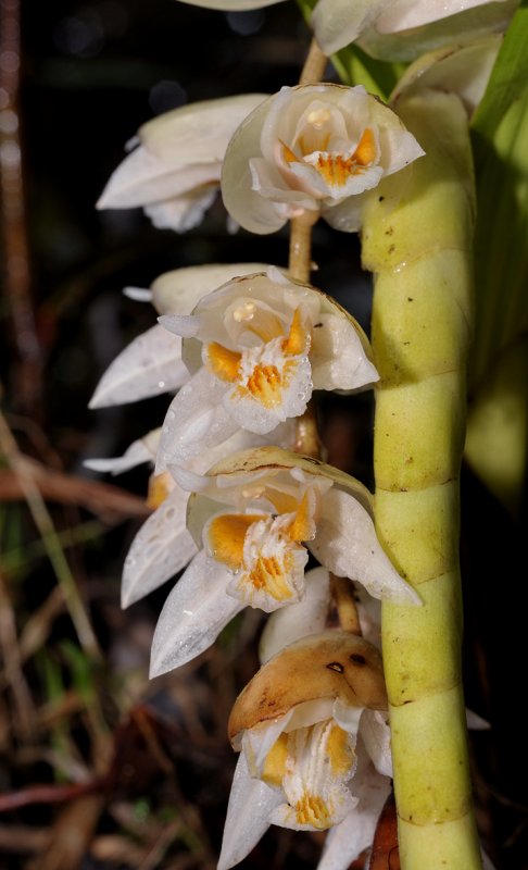 Coelogyne moultonii. Closer.