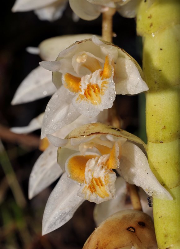 Coelogyne moultonii. Close-up.