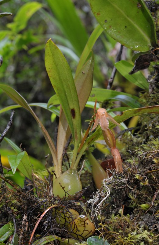 Coelogyne sp.