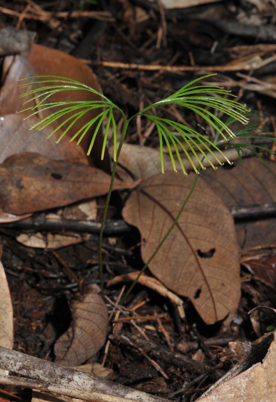 Schizaea sp.