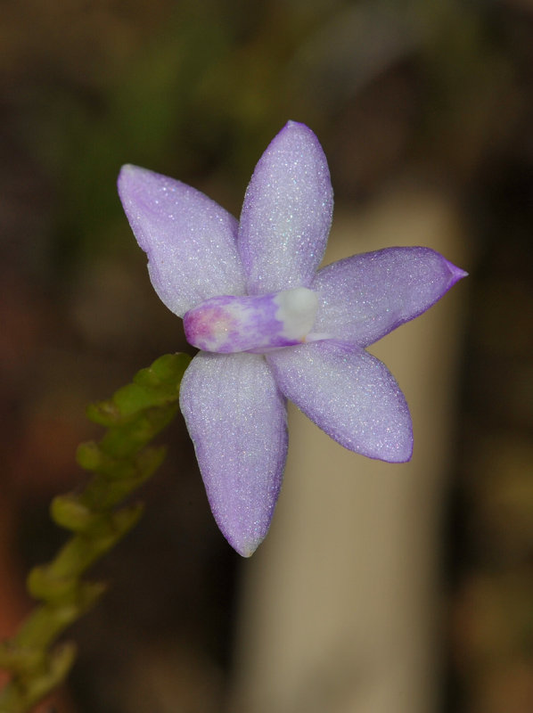 Thrixspermum amplexicaule aff.