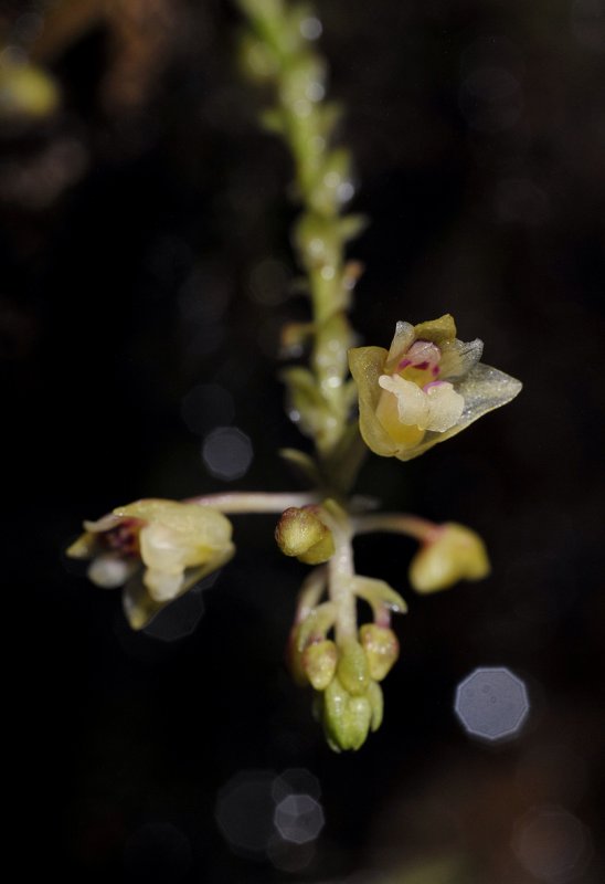 Appendicula sp. Close-up.