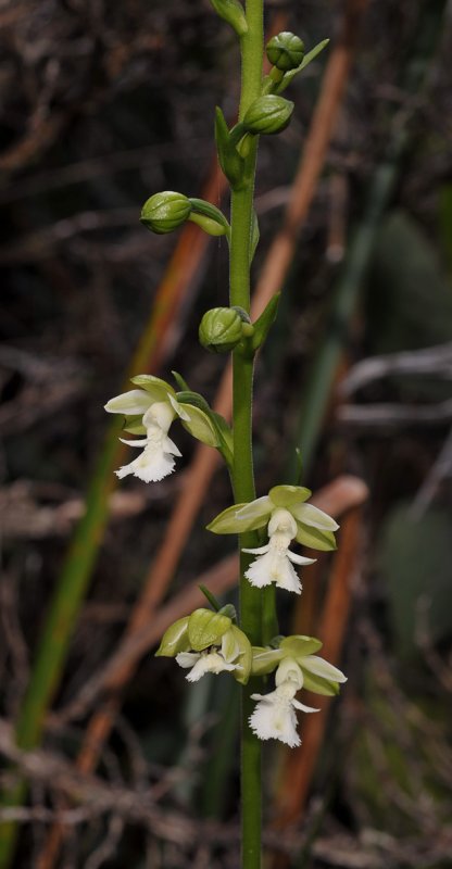 Calanthe otuhanica
