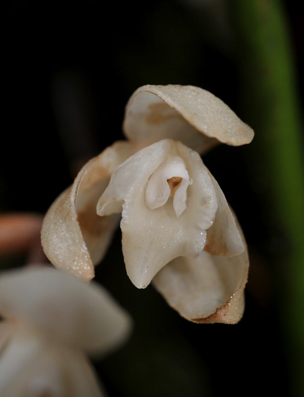 Coelogyne clemensii. Close-up.