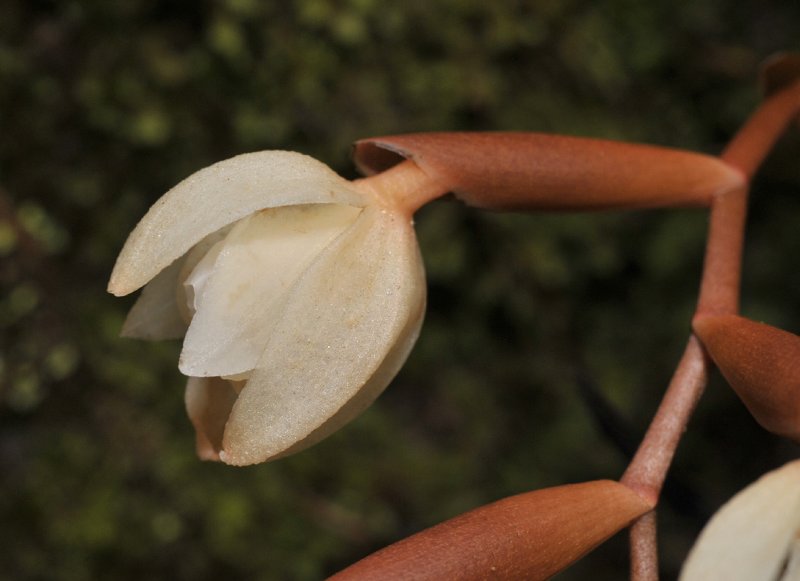 Coelogyne clemensii. Close-up side.