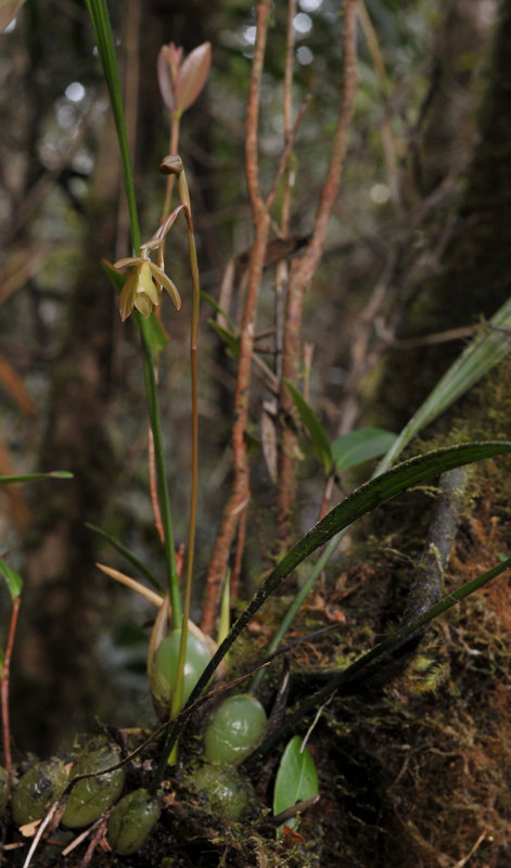 Coelogyne exalata