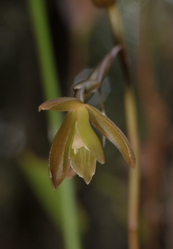 Coelogyne exalata. Close-up.