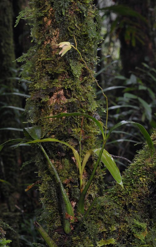Coelogyne cuprea