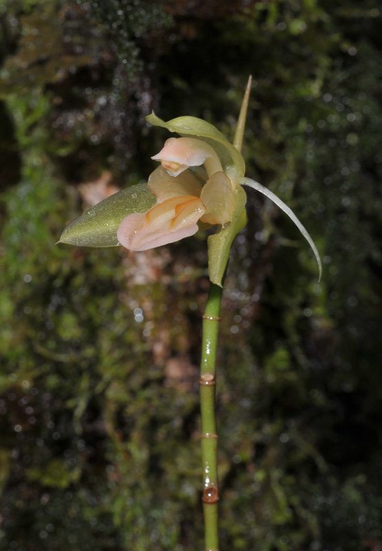 Coelogyne cuprea. Closer.