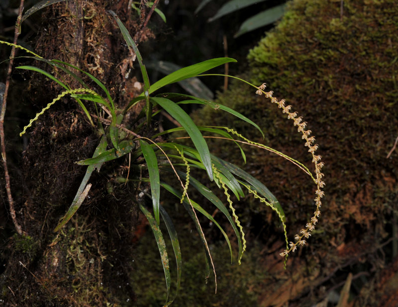 Dendrochilum gibbsiae