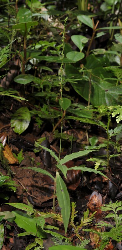 Habenaria sp.