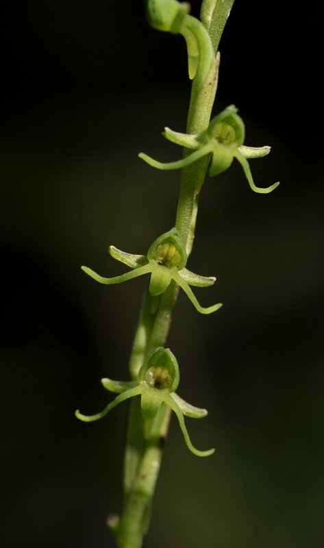 Habenaria sp. Close-up.