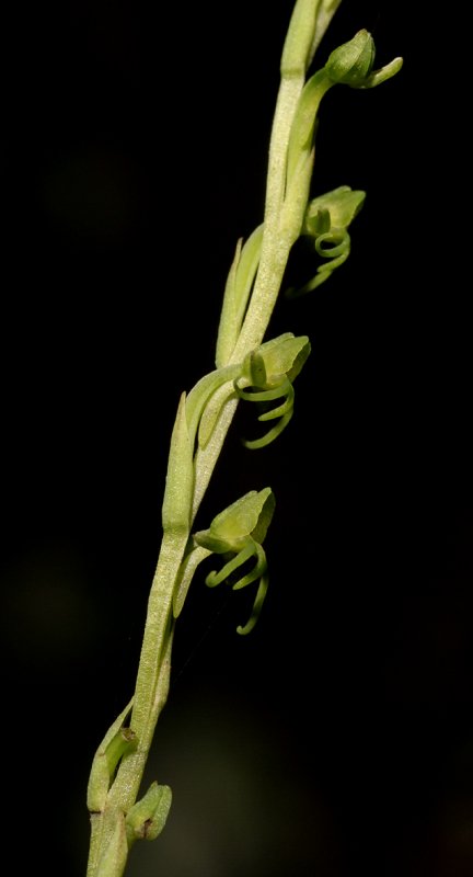 Habenaria sp. Close-up. Side.