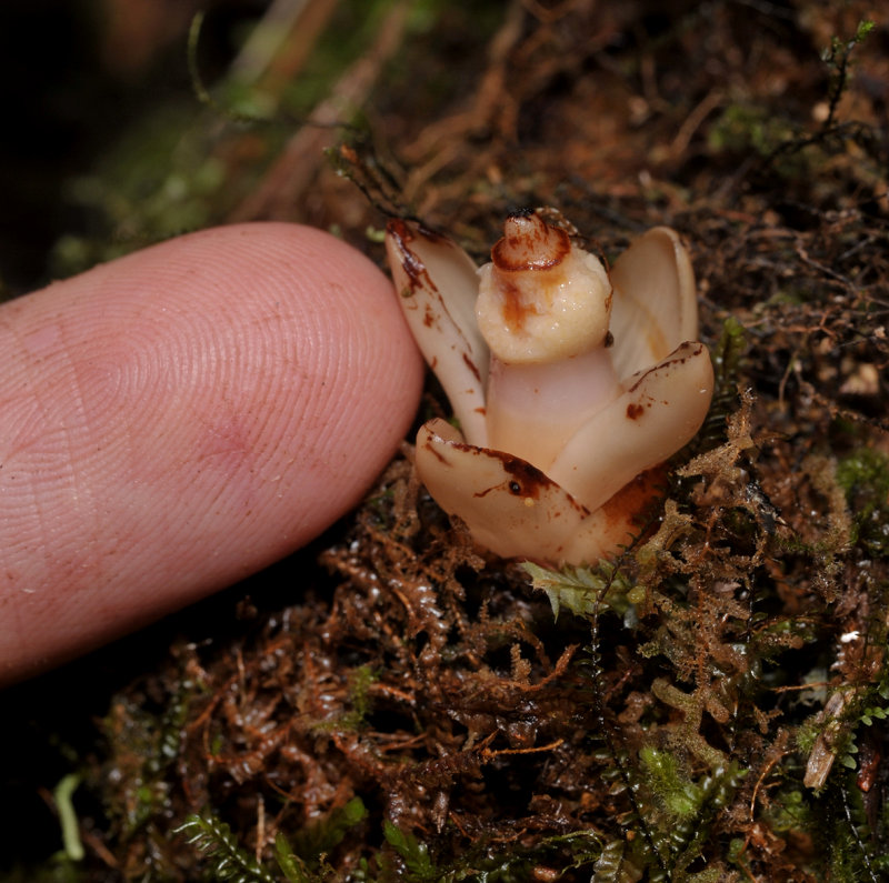 Mitrastemon yamamotoi with finger.