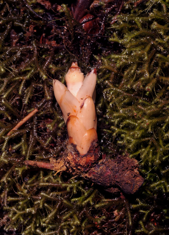 Mitrastemon yamamotoi