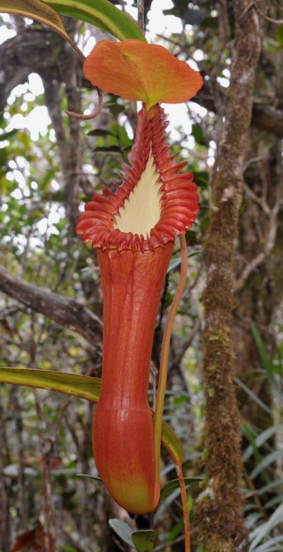 Nepenthes edwardsiana