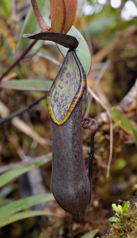 Nepenthes tentaculata. Black.