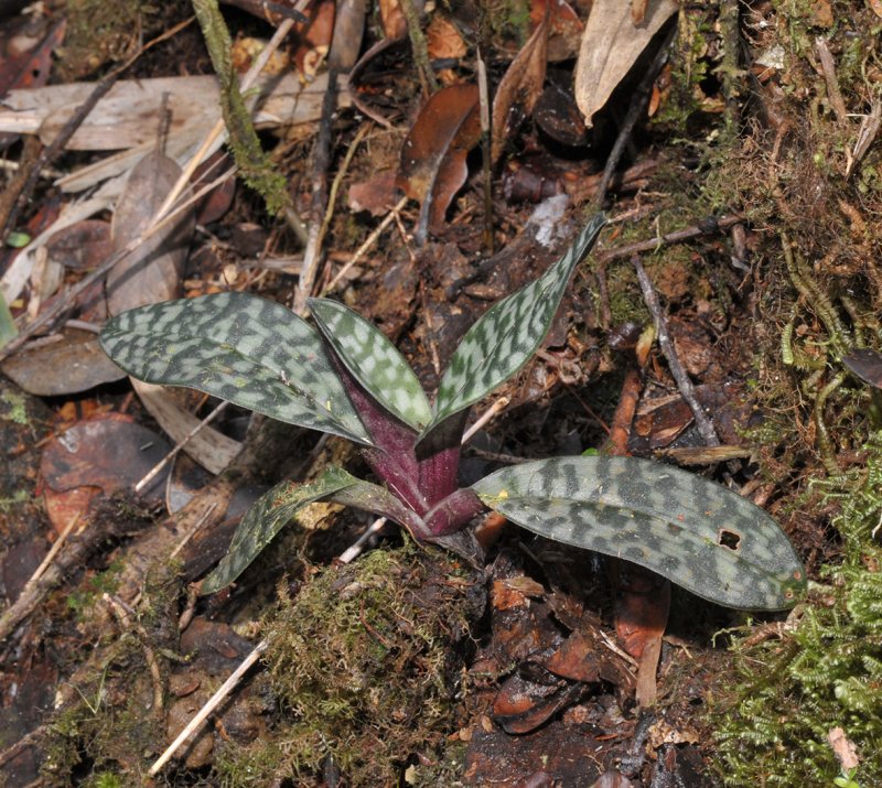Paphiopedilum sp.