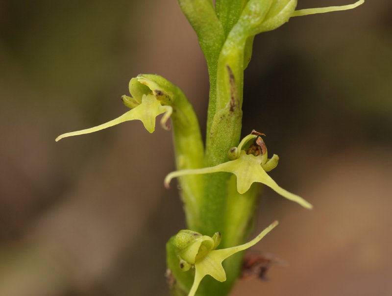 Peristylus hallieri. Close-up.