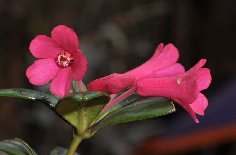 Rhododendron baconii. Closer.