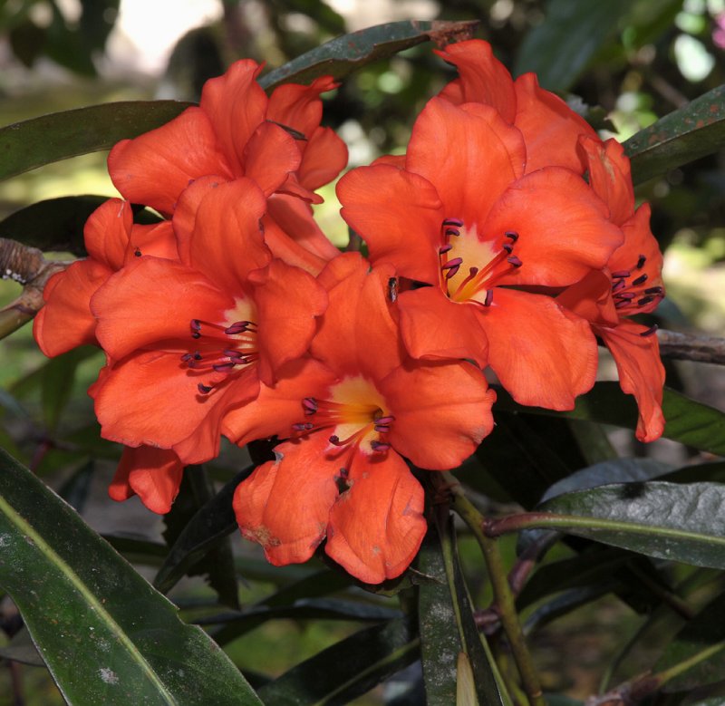 Rhododendron javanicum ssp. brookeanum var. kinabaluense.