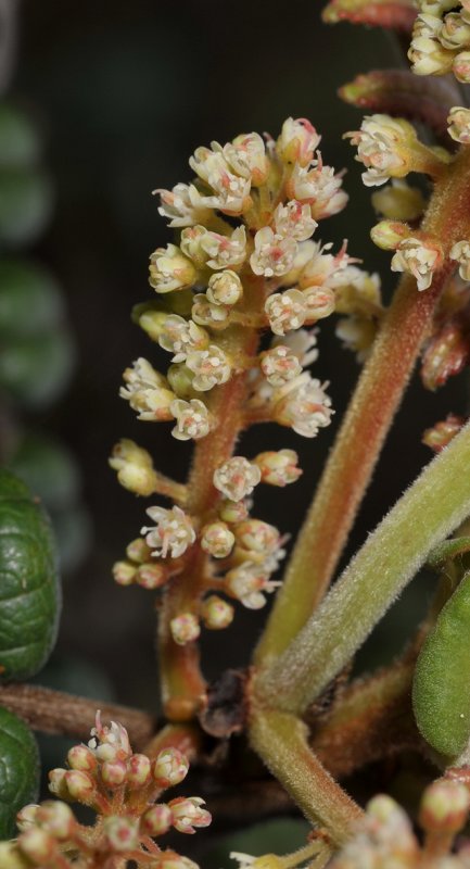 Weinmannia clemesiae. Close-up.