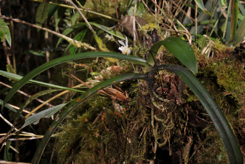 Thrixspermum sp.