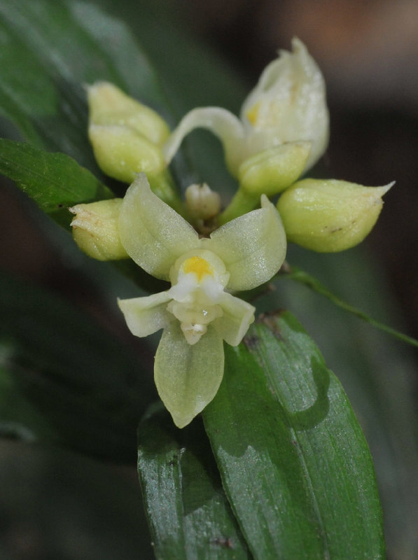 Tropidia curculigoides. Close-up.