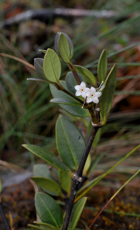 Alyxia reinwardtii